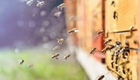 Mortalité des abeilles : l’agriculture intensive sur la sellette