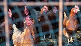 Grippe aviaire : l’épidémie s’étend au Grand Ouest
