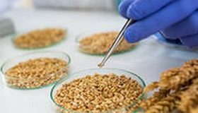 Nouveaux OGM : certains seront exemptés d’étiquetage