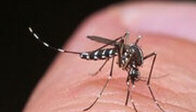 Maladies transmises par les moustiques – Un risque à venir en Europe